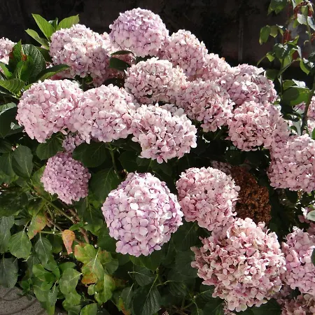 別荘 Ribeiro's House Gafanha da Nazaré