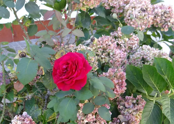 بيت للعطل Ribeiro's House *