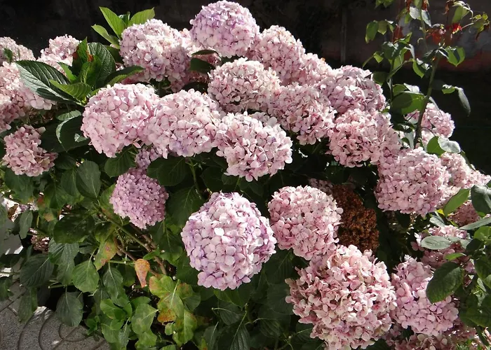 Casa vacanze Ribeiro's House Gafanha da Nazaré